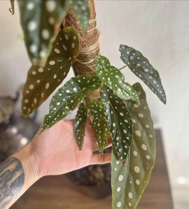 Begonia Maculata Live Plant Potted - Polka Dot Begonia Houseplant - Image 3