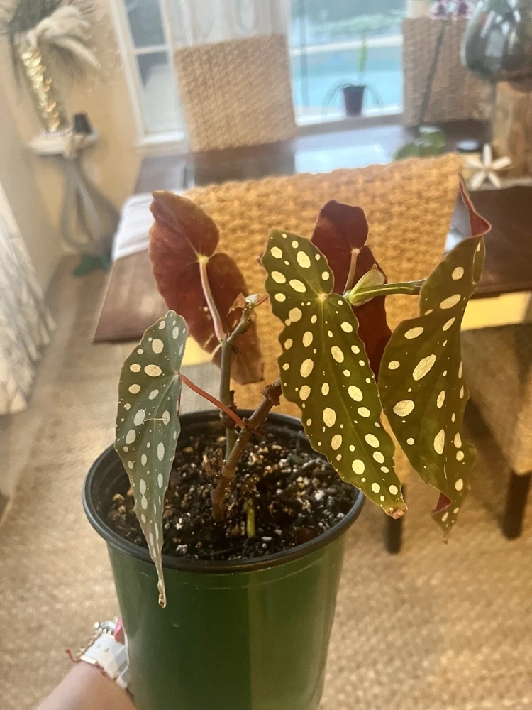 Begonia Maculata Live Plant Potted - Polka Dot Begonia Houseplant - Image 4