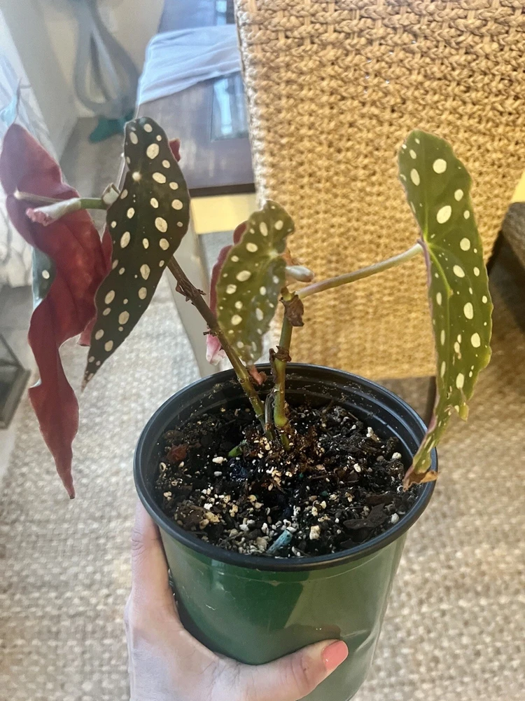 Begonia Maculata Live Plant Potted - Polka Dot Begonia Houseplant - Image 5