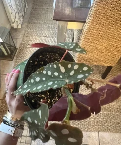 Begonia Maculata Live Plant Potted - Polka Dot Begonia Houseplant - Image 7