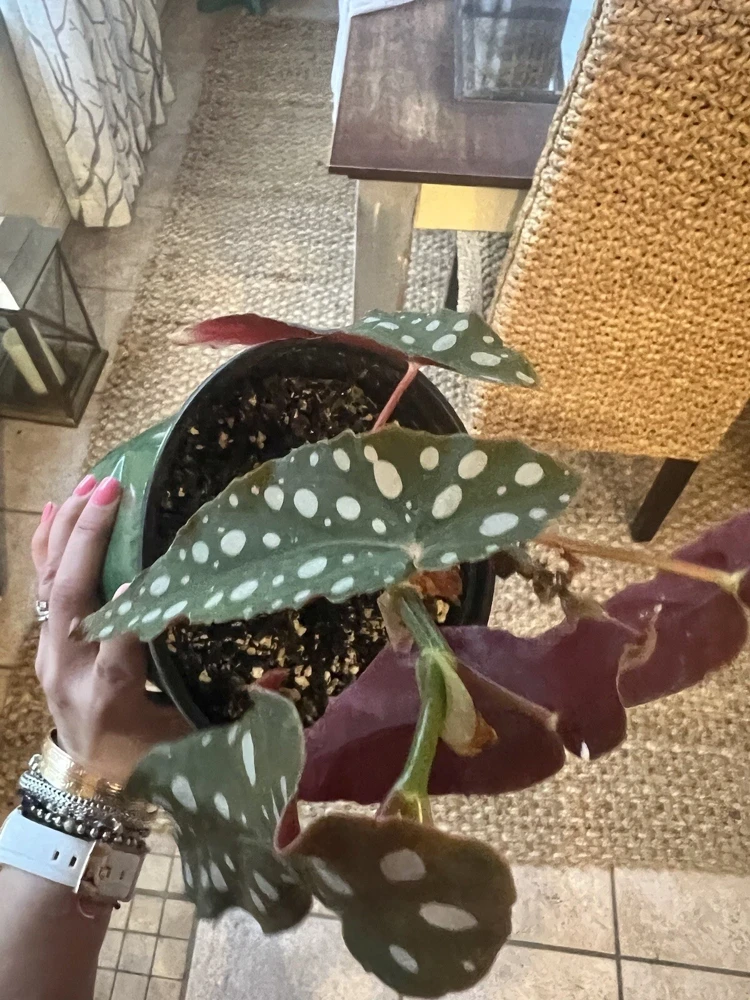 Begonia Maculata Live Plant Potted - Polka Dot Begonia Houseplant - Image 7