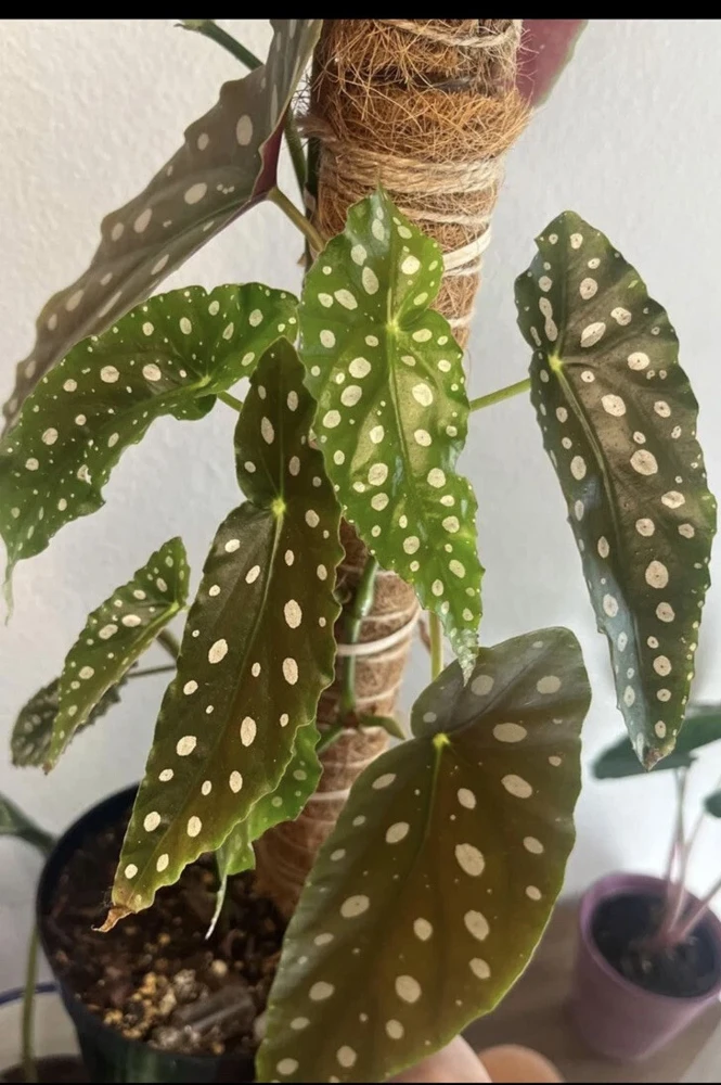 Begonia Maculata Live Plant Potted - Polka Dot Begonia Houseplant - Image 1