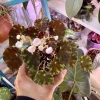 Begonia mazae 'Nigricans' Live Plant - Rare Houseplant - Image 1