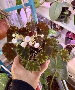 Begonia mazae 'Nigricans' Live Plant - Rare Houseplant - Image 1