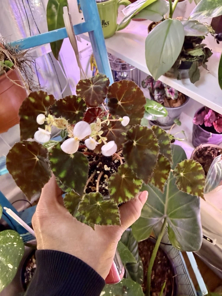 Begonia mazae 'Nigricans' Live Plant - Rare Houseplant - Image 1