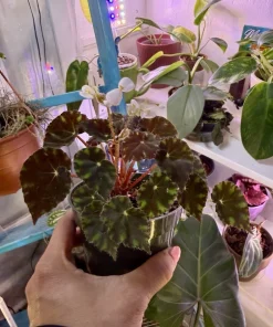 Begonia mazae 'Nigricans' Live Plant - Rare Houseplant - Image 2