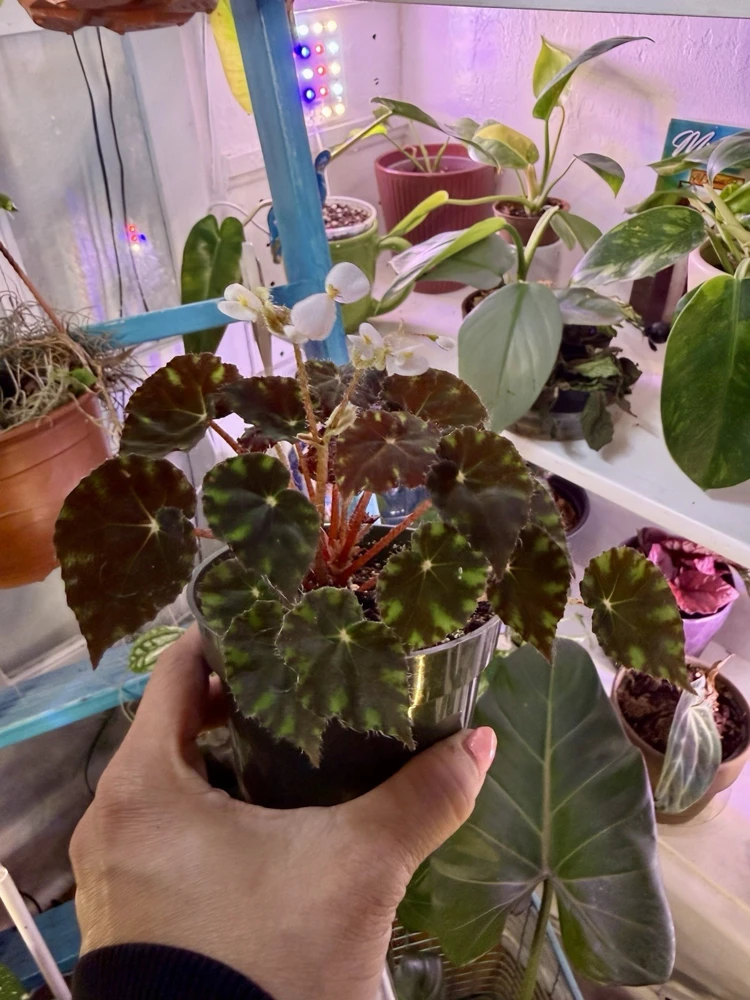 Begonia mazae 'Nigricans' Live Plant - Rare Houseplant - Image 2