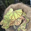 Begonia Rex-Cultorum Live Plant - Vibrant Foliage Houseplant for Indoors - Image 1