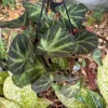 Begonia Rex Live Plant - Potted Houseplant for Indoor Decor - Image 1