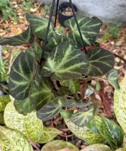 Begonia Rex Live Plant - Potted Houseplant for Indoor Decor - Image 1