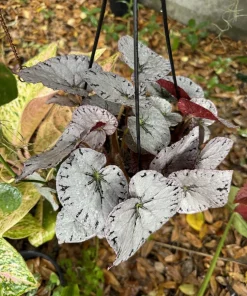 Begonia Silver Leaf Live Plant - Rare Indoor Tropical Houseplant - Image 2