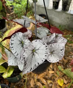 Begonia Silver Leaf Live Plant - Rare Indoor Tropical Houseplant - Image 1