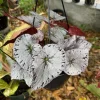 Begonia Silver Live Plant – Potted Houseplant – Stunning Foliage - Image 1