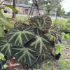 Begonia soli-mutata Live Plant - Rare Foliage Houseplant - Image 1