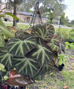 Begonia soli-mutata Live Plant - Rare Foliage Houseplant - Image 1