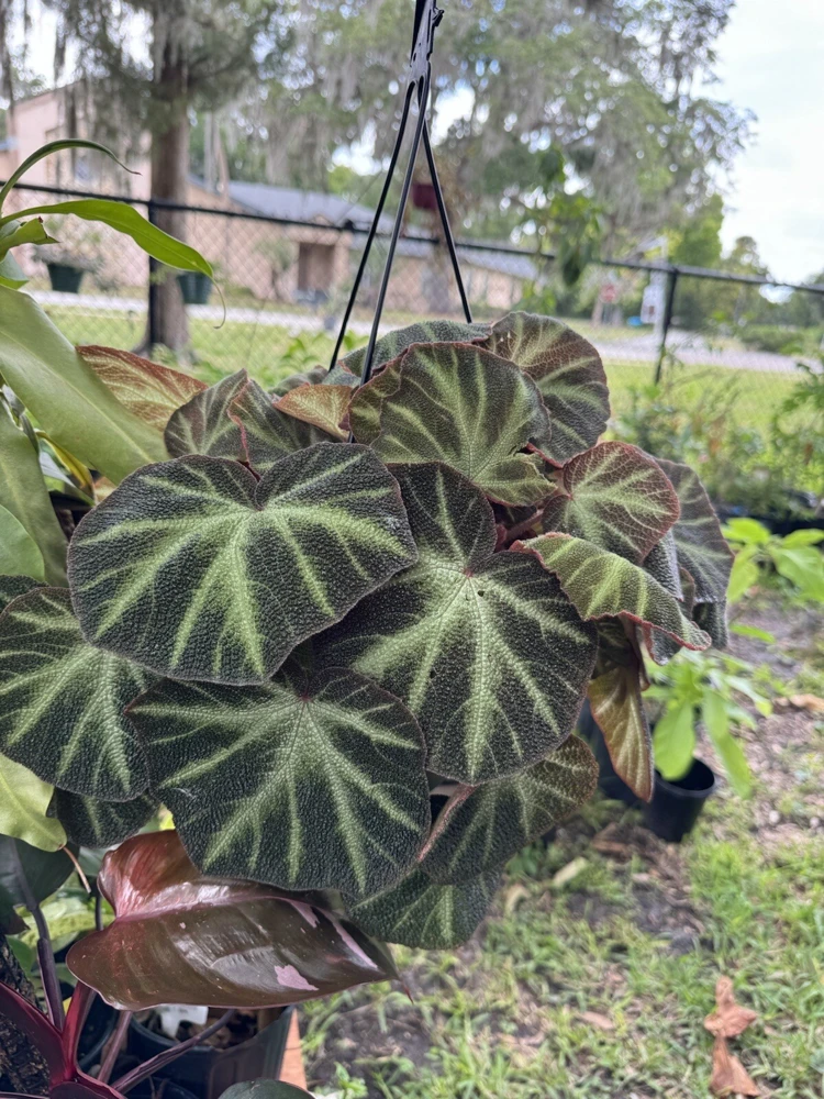 Begonia soli-mutata Live Plant - Rare Foliage Houseplant - Image 1