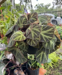Begonia soli-mutata Live Plant - Rare Foliage Houseplant - Image 2