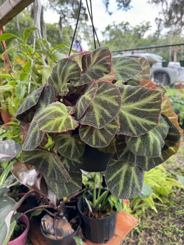 Begonia soli-mutata Live Plant - Rare Foliage Houseplant - Image 2