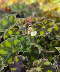 Begonia Tiger Paws Live Plant - Rare Foliage Begonia, 4in Pot - Indoor - Image 2
