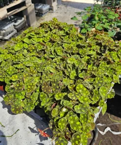 Begonia Tiger Paws Live Plant - Rare Foliage Begonia, 4in Pot - Indoor - Image 3