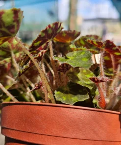 Begonia Tiger Paws Live Plant - Rare Foliage Begonia, 4in Pot - Indoor - Image 4