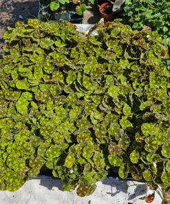 Begonia Tiger Paws Live Plant - Rare Foliage Begonia, 4in Pot - Indoor - Image 5