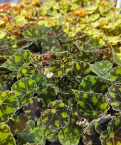Begonia Tiger Paws Live Plant - Rare Foliage Begonia, 4in Pot - Indoor - Image 6