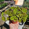 Begonia Tiger Paws Live Plant - Rare Foliage Begonia, 4in Pot - Indoor - Image 1
