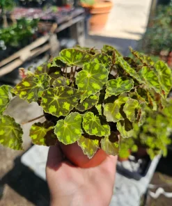 Begonia Tiger Paws Live Plant - Rare Foliage Begonia, 4in Pot - Indoor - Image 1