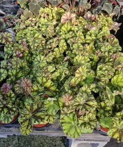 Begonia Zumba Live Plant - Rex Begonia - 4-inch Pot - Vibrant Foliage Indoor Plant - Image 2