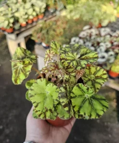 Begonia Zumba Live Plant - Rex Begonia - 4-inch Pot - Vibrant Foliage Indoor Plant - Image 3