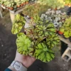 Begonia Zumba Live Plant - Rex Begonia - 4-inch Pot - Vibrant Foliage Indoor Plant - Image 1