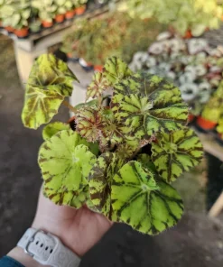 Begonia Zumba Live Plant - Rex Begonia - 4-inch Pot - Vibrant Foliage Indoor Plant - Image 1