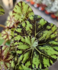 Begonia Zumba Live Plant - Rex Begonia - 4-inch Pot - Vibrant Foliage Indoor Plant - Image 4