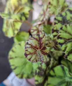 Begonia Zumba Live Plant - Rex Begonia - 4-inch Pot - Vibrant Foliage Indoor Plant - Image 5