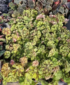 Begonia Zumba Live Plant - Rex Begonia - 4-inch Pot - Vibrant Foliage Indoor Plant - Image 6