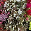 Begonias Live Plant – Houseplant for Indoor & Outdoor Gardens - Image 1
