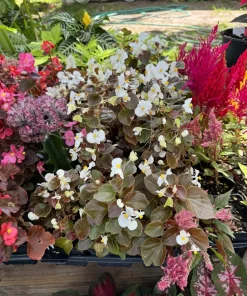 Begonias Live Plant – Houseplant for Indoor & Outdoor Gardens - Image 3