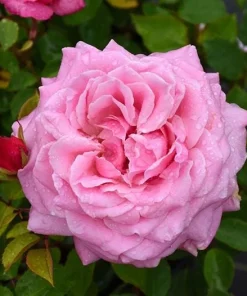 Belinda's Dream Rose Bush Live Plant - Fragrant Heirloom Shrub 4-6 Inch Tall - Image 2