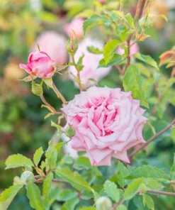 Belinda's Dream Rose Bush Live Plant - Fragrant Heirloom Shrub 4-6 Inch Tall - Image 3