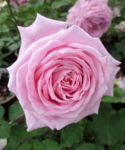 Belinda's Dream Rose Bush Live Plant - Fragrant Heirloom Shrub 4-6 Inch Tall - Image 4