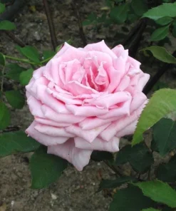 Belinda's Dream Rose Bush Live Plant - Fragrant Heirloom Shrub 4-6 Inch Tall - Image 5