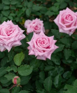 Belinda's Dream Rose Bush Live Plant - Fragrant Heirloom Shrub 4-6 Inch Tall - Image 6
