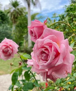 Belinda's Dream Rose Bush Live Plant - Fragrant Heirloom Shrub 4-6 Inch Tall - Image 7
