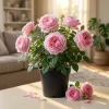 Belinda's Dream Rose Bush Live Plant - Fragrant Heirloom Shrub 4-6 Inch Tall - Image 1