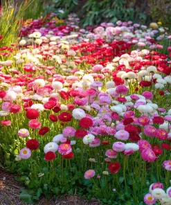 Bellis English Daisy Seeds - Pink, White & Red Mix - 200 Seed Pack - Cottage Garden Blooms - Image 2