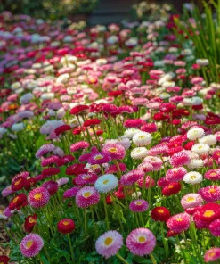 Bellis English Daisy Seeds - Pink, White & Red Mix - 200 Seed Pack - Cottage Garden Blooms - Image 3