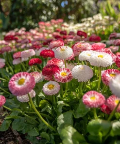Bellis English Daisy Seeds - Pink, White & Red Mix - 200 Seed Pack - Cottage Garden Blooms - Image 4