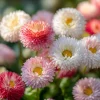 Bellis English Daisy Seeds - Pink, White & Red Mix - 200 Seed Pack - Cottage Garden Blooms - Image 1