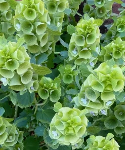 Bells of Ireland Seeds - 50 Moluccella Laevis Ornamental Garden Plant Seeds - Image 2